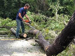 Best Fruit Tree Pruning  in Shelton, NE