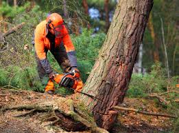 Best Commercial Tree Services  in Shelton, NE